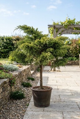 Juniperus pfitzeriana 'Mint Julep' Stamm