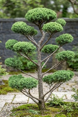 Juniperus pfitzeriana 'Mint Julep' Bonsai