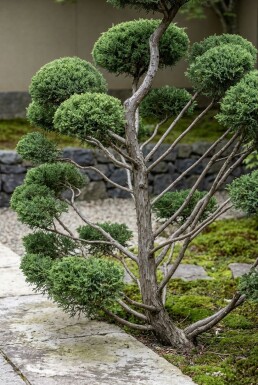 Juniperus pfitzeriana 'Mint Julep' Bonsai