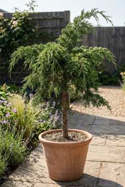 Juniperus pfitzeriana 'Mint Julep' Auf Stamm