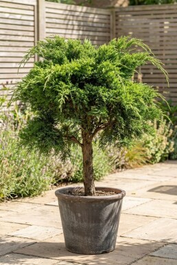 Juniperus pfitzeriana 'Mint Julep' Auf Stamm