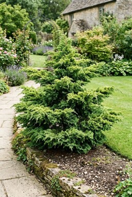 Juniperus pfitzeriana 'Mint Julep' Solitär