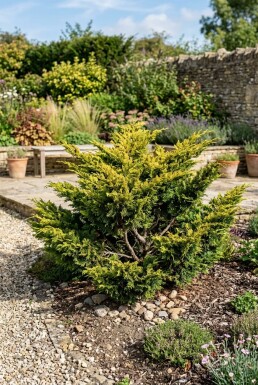 Juniperus pfitzeriana 'Old Gold' Strauch