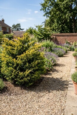 Juniperus pfitzeriana 'Old Gold' Strauch