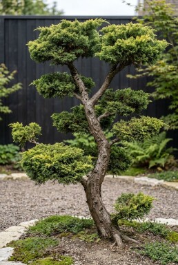 Juniperus pfitzeriana 'Old Gold' Bonsai