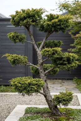 Juniperus pfitzeriana 'Old Gold' Bonsai