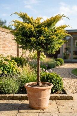 Juniperus pfitzeriana 'Pfitzeriana Aurea' Stamm
