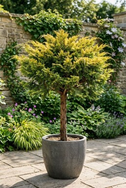 Juniperus pfitzeriana 'Pfitzeriana Aurea' Stamm