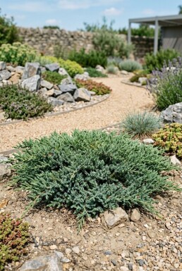 Juniperus conferta 'Schlager' Strauch