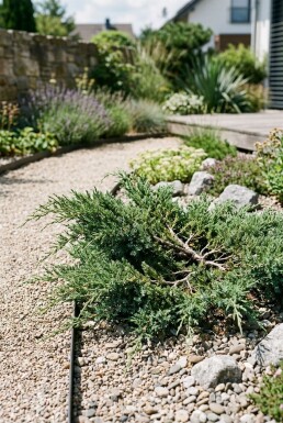 Juniperus conferta 'Schlager' Strauch