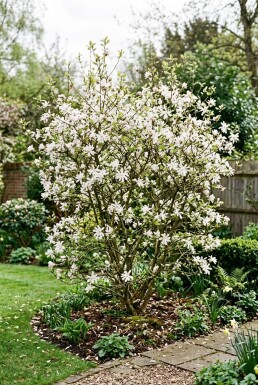 Magnolia stellata Strauch
