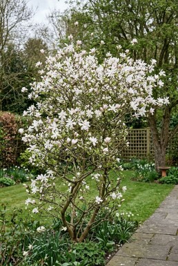 Magnolia stellata Strauch