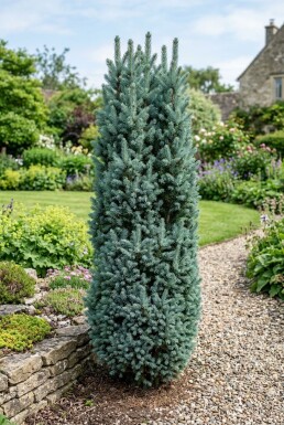 Picea pungens 'Iseli Fastigiate' Strauch 20-30 cm C2