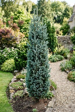 Picea pungens 'Iseli Fastigiate' Strauch 20-30 cm C2