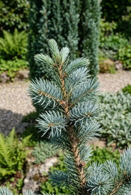 Picea pungens 'Iseli Fastigiate' Strauch 20-30 cm C2