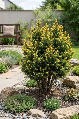 Picea glauca 'Sun on the Sky' Strauch 25-30 cm C2