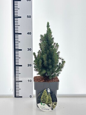 Picea glauca 'Sun on the Sky' Strauch 25-30 cm C2