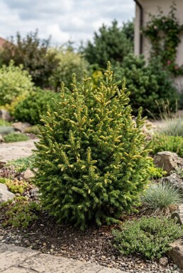 Picea glauca 'Sun on the Sky' Strauch 25-30 cm C2