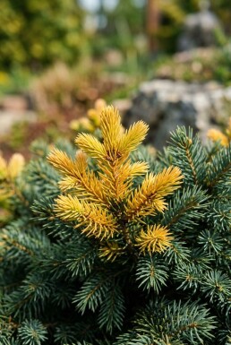 Picea glauca 'Sun on the Sky' Strauch 25-30 cm C2