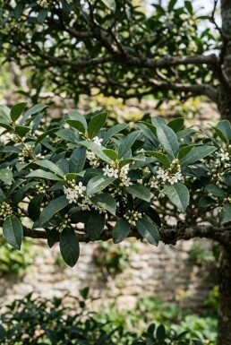 Osmanthus burkwoodii Schirm 120 cm C45