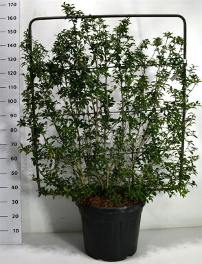Osmanthus burkwoodii Schirm 120 cm C45