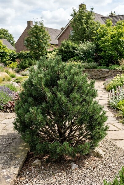 Pinus nigra 'Nana' Strauch 50-60 cm C13