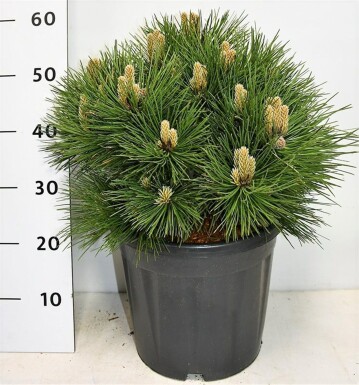 Pinus nigra 'Nana' Strauch 50-60 cm C13