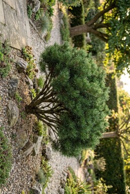Pinus nigra 'Nana' Strauch 50-60 cm C13