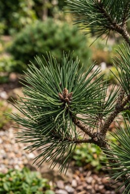 Pinus nigra 'Nana' Strauch 50-60 cm C13