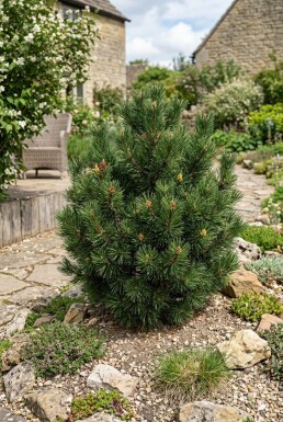 Pinus nigra 'Pierrick Brégeon' Strauch 50-60 cm C13