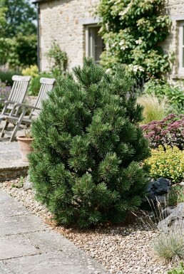Pinus nigra 'Pierrick Brégeon' Strauch 50-60 cm C13