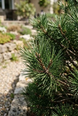 Pinus nigra 'Pierrick Brégeon' Strauch 50-60 cm C13