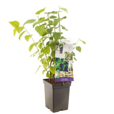 Morus nigra Strauch 40 cm C5