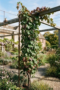 Vitis amurensis Stab 70 cm C2
