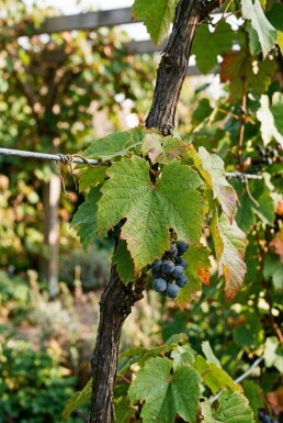 Vitis amurensis Stab 70 cm C2