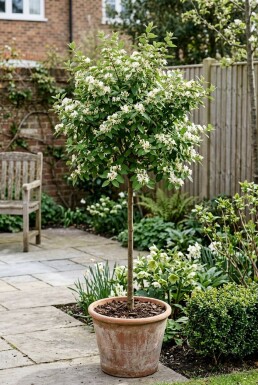 Lonicera purpusii 'Winter Beauty' Stämmchen