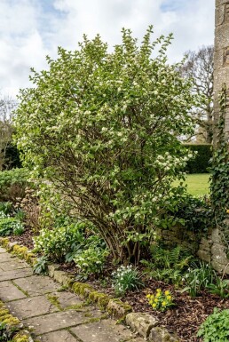 Lonicera fragrantissima