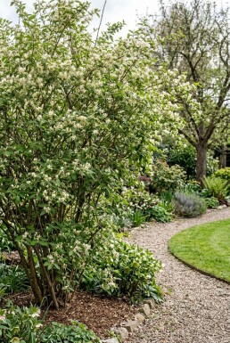 Lonicera fragrantissima