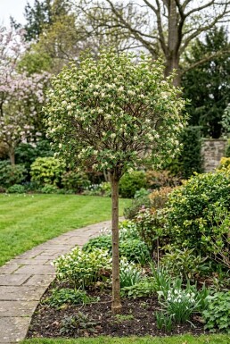 Lonicera fragrantissima Stämmchen