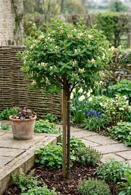 Lonicera caerulea Stämmchen