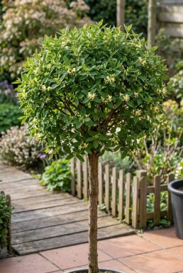 Lonicera caerulea Stämmchen