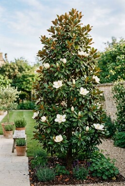Magnolia grandiflora 'Little Gem' Strauch