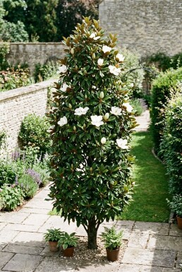 Magnolia grandiflora 'Little Gem' Strauch