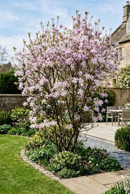 Magnolia loebneri 'Leonard Messel'