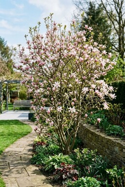 Magnolia loebneri 'Leonard Messel'