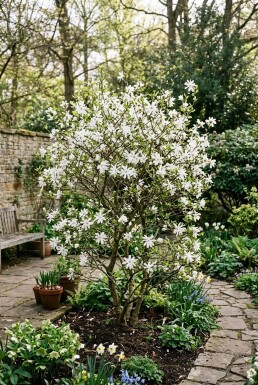 Magnolia stellata 'Royal Star' Strauch