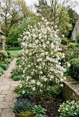 Magnolia stellata 'Royal Star' Strauch