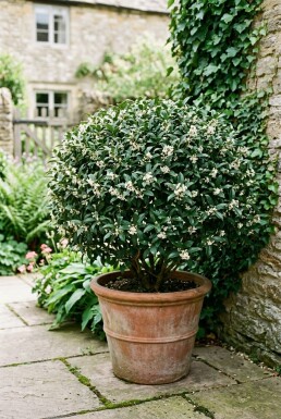 Osmanthus burkwoodii Kugel