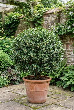 Osmanthus burkwoodii Kugel