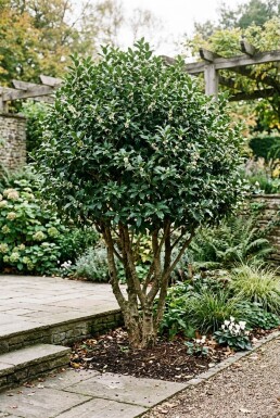 Osmanthus heterophyllus Mehrstämmig